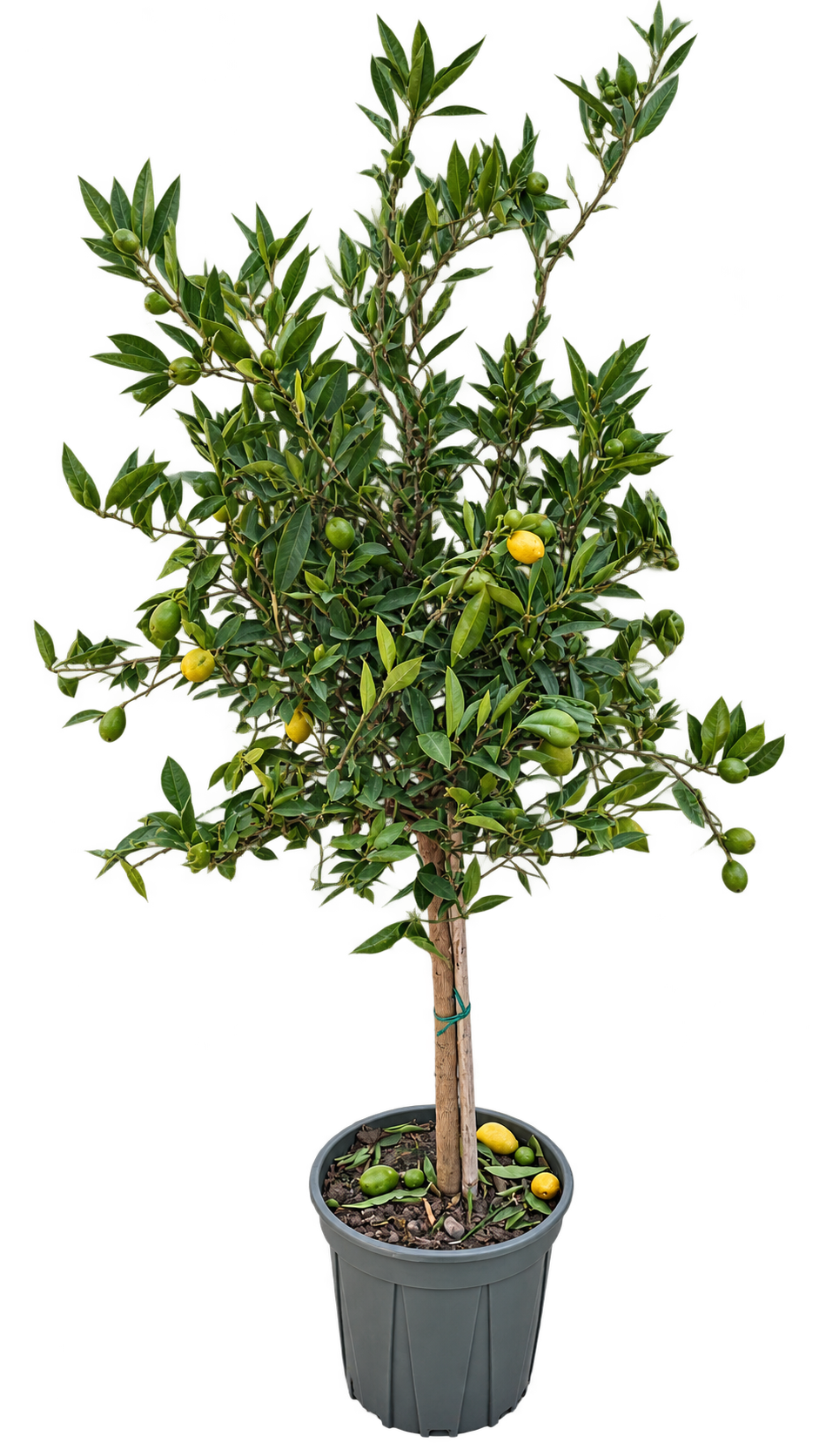 Italienische Limequat ‘Eustis’ 120–140 cm – Citrus floridana, Limetten-Kumquat für Terrasse & Wintergarten