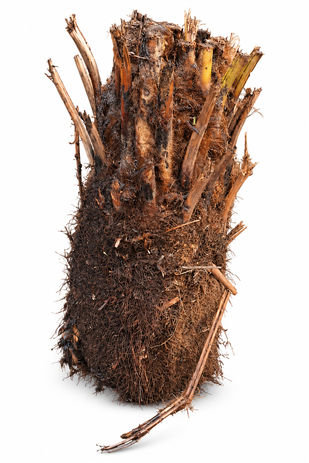 Baumfarn Dicksonia antarctica mit 30 cm Stamm – Australischer Taschenfarn für Kübel und Wintergarten