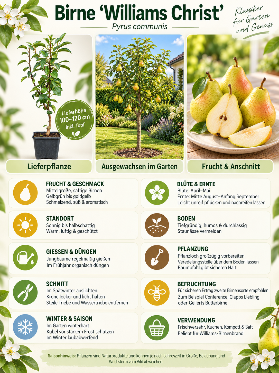 Pyrus communis 'Williams Christ' 100-120 cm hrušeň hrušeň letní hrušeň