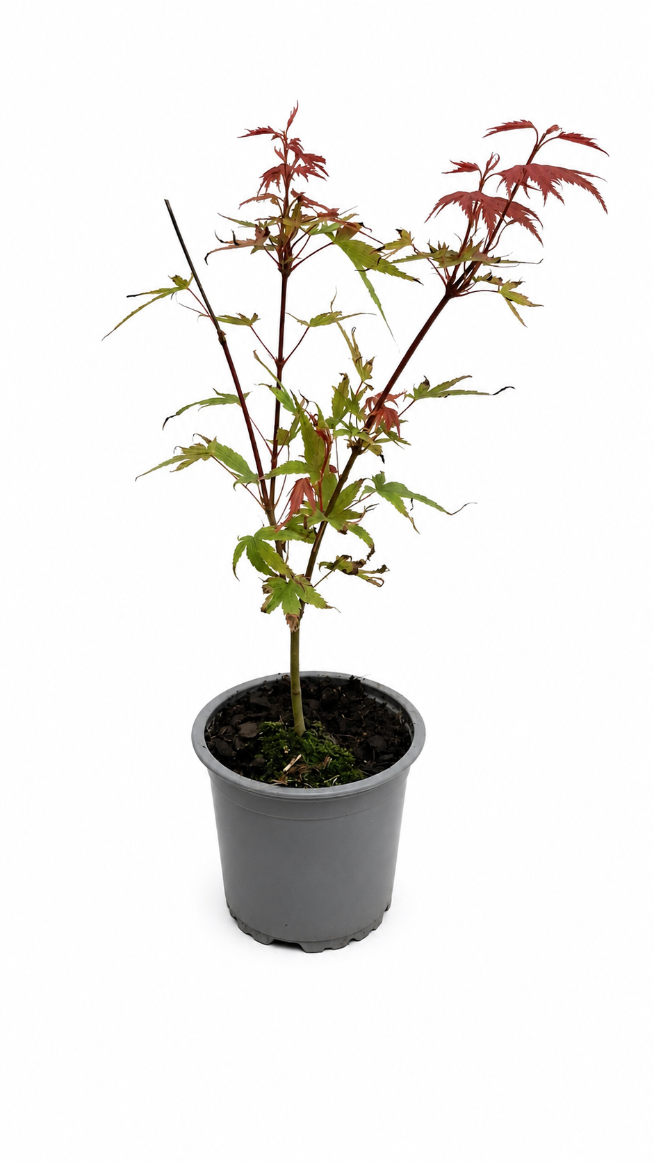 Acer palmatum Phoenix ca. 30 cm – Japanischer Fächerahorn, roter Zierahorn für Garten und Kübel