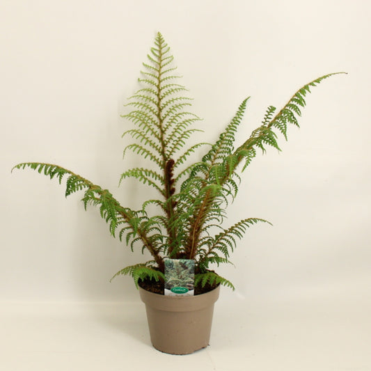 Cyathea Highland Lace – Baumfarn / Farnpflanze 40–50 cm – Exotische Zimmerpflanze für Haus & Garten