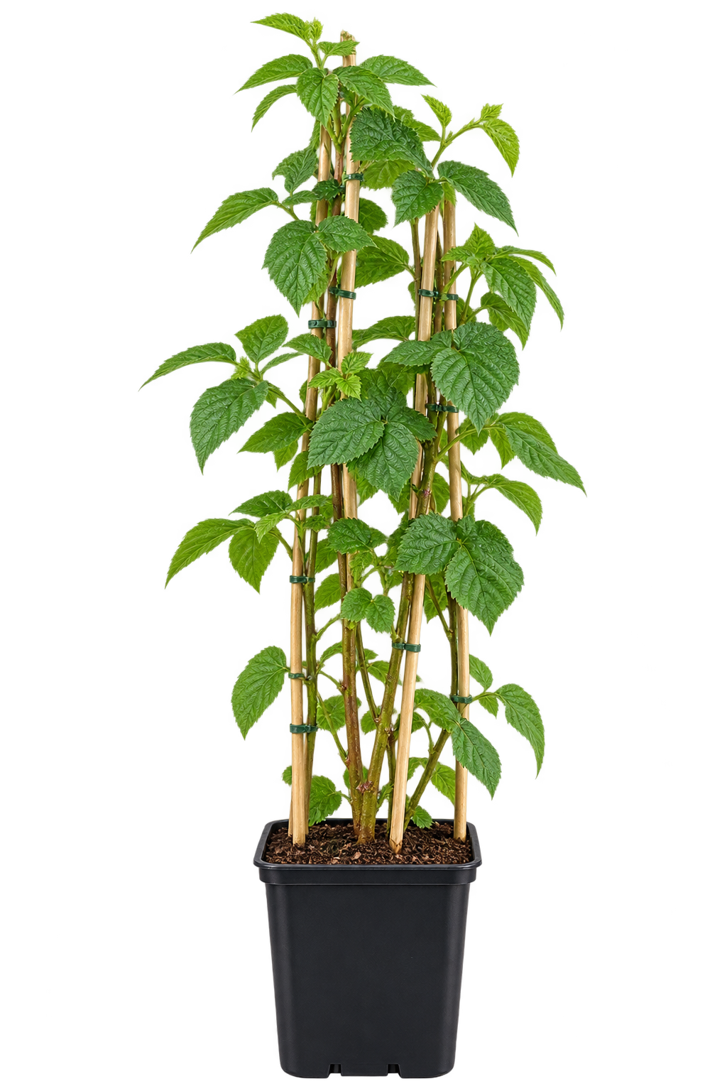 Dornlose Brombeere ‘Chester Thornless’ 50–70 cm – Rubus fruticosus, Beerenstrauch für Garten, Spalier & Kübel