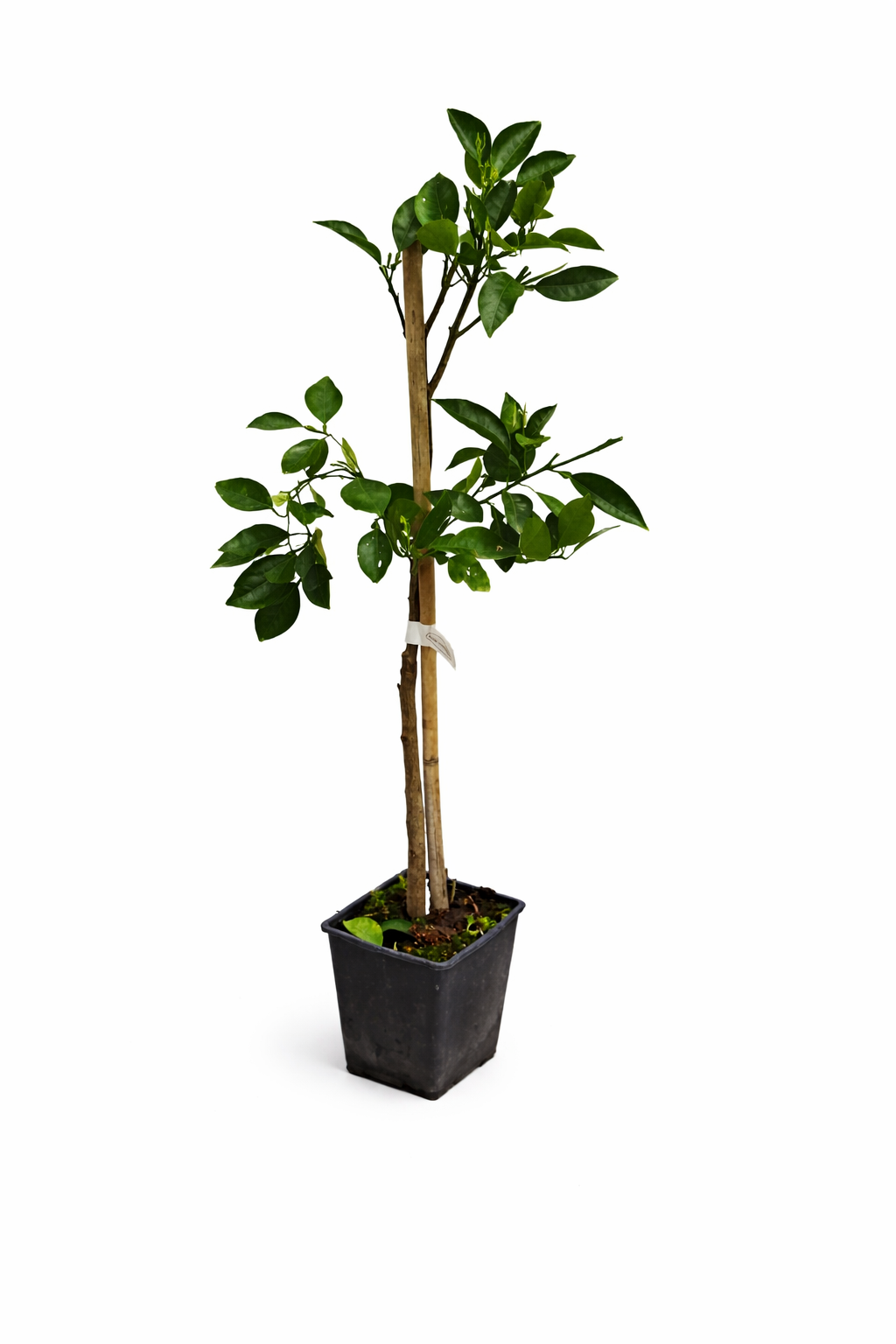 Arancia Tarocco Ippolito 120–140 cm – Sizilianischer Blutorangenbaum / Citrus sinensis – Mediterrane Orangenpflanze für Terrasse & Wintergarten