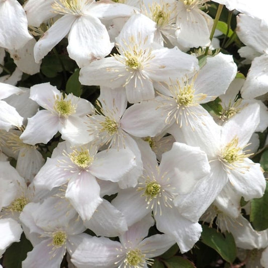 Clematis montana ‘Alba’ 30–50 cm – Weiße Berg-Waldrebe | winterharte Kletterpflanze für Garten & Balkon