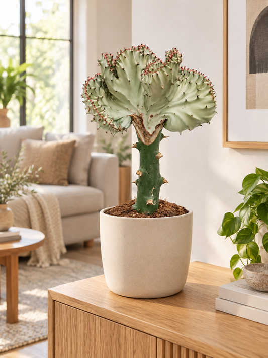 Euphorbia lactea ‘Cristata’ Weiß ca. 30 cm – Korallenkaktus als außergewöhnliche Zimmerpflanze