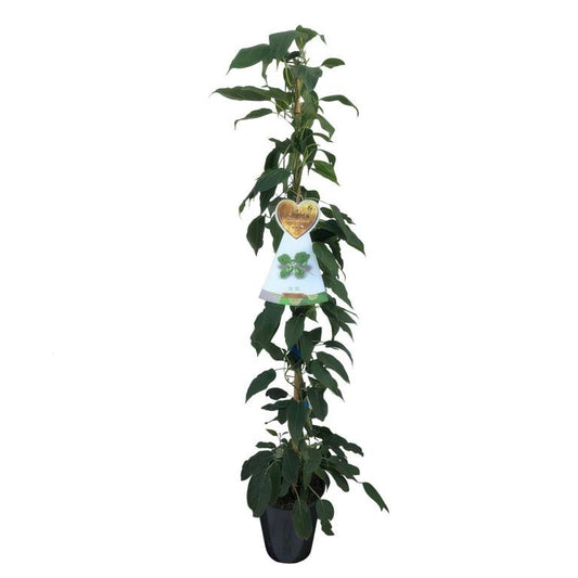Kiwi-Pflanze Actinidia arguta 'Issai' – Selbstfruchtende Mini-Kiwi, winterhart, 160–200 cm Höhe inkl. Topf