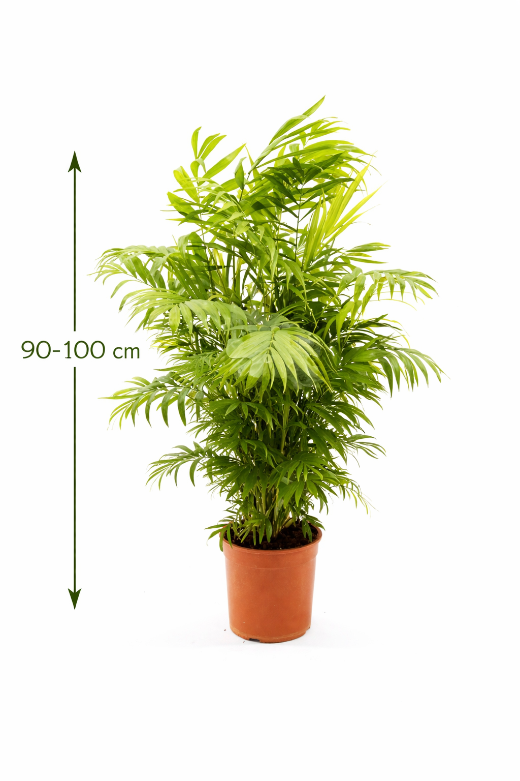 XXL Bergpalme 90–100 cm – Chamaedorea elegans Zimmerpflanze | Mexikanische Bergpalme | Pflegeleichte Grünpflanze für Wohnzimmer & Büro