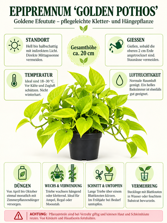 Klassiker für Ihr Zuhause: Epipremnum 'Golden Pothos' - Rankende Efeutute ca. 20 cm - Pflegeleicht & Dekorativ