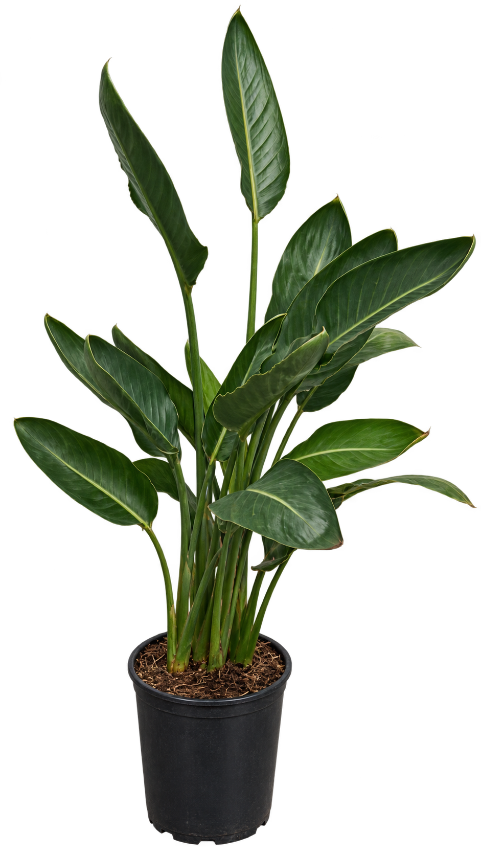 Strelitzie – Paradiesvogelblume (Strelitzia reginae), exotische Zimmerpflanze für Wintergarten & Terrasse – ca. 70 cm inkl. Topf