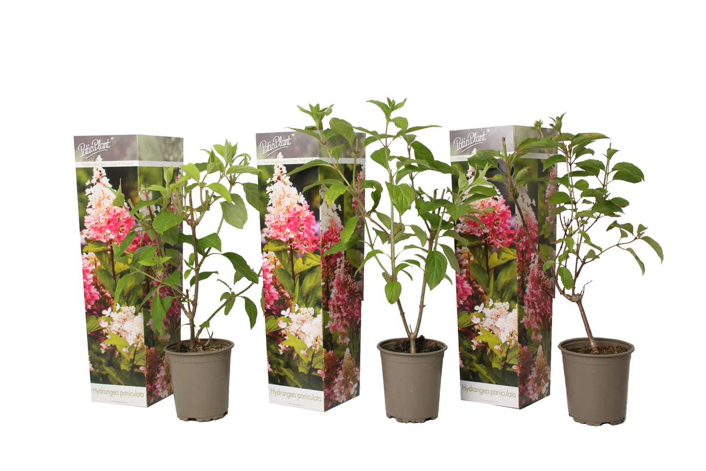 Hydrangea Paniculata 'Pink Lady' 30-50 cm Rispenhortensie Laubgehölz