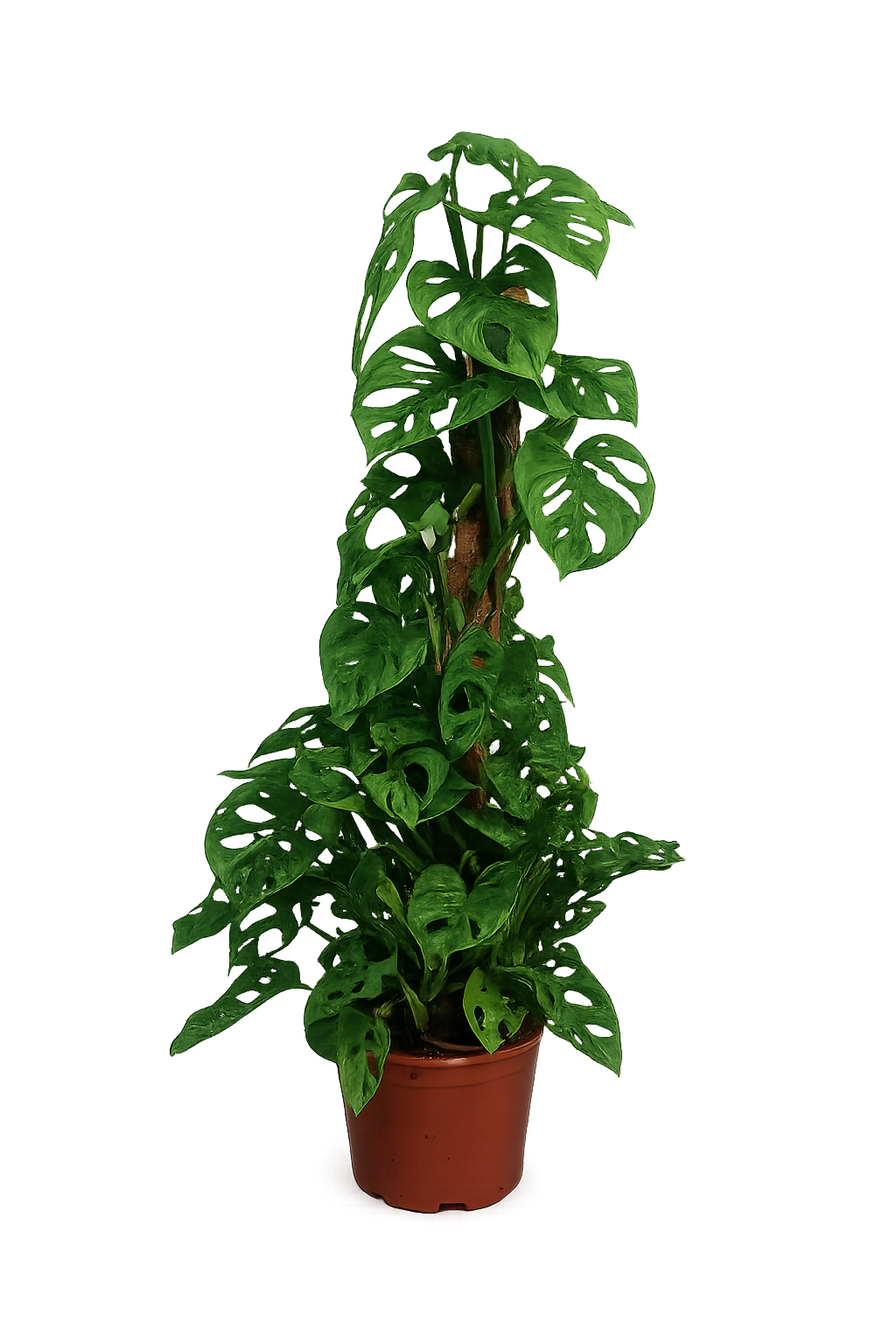 Monstera Obliqua Monkey Leaf 80–100 cm am Moosstab – Seltene Fensterblatt Kletterpflanze Zimmerpflanze mit großen Lochblättern
