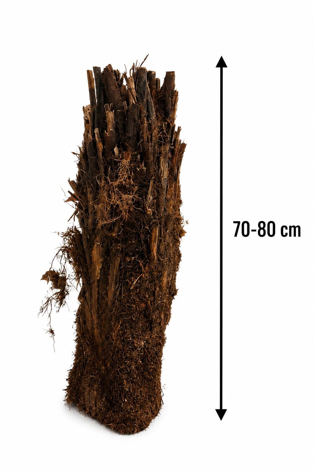 Stromová kapradina Dicksonia antarctica holý kmen cca. 80 cm Pozůstatek z pravěku