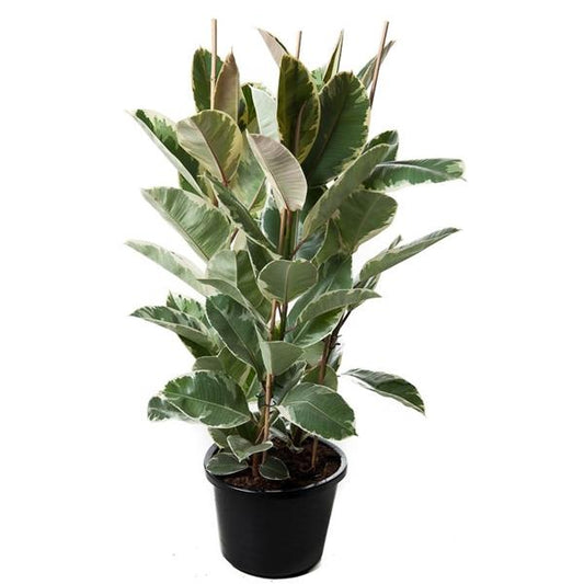 Weissbunter Gummibaum 3 Pflanzen im Topf ca.100 cm Ficus elastica Tineke Zimmerpflanze