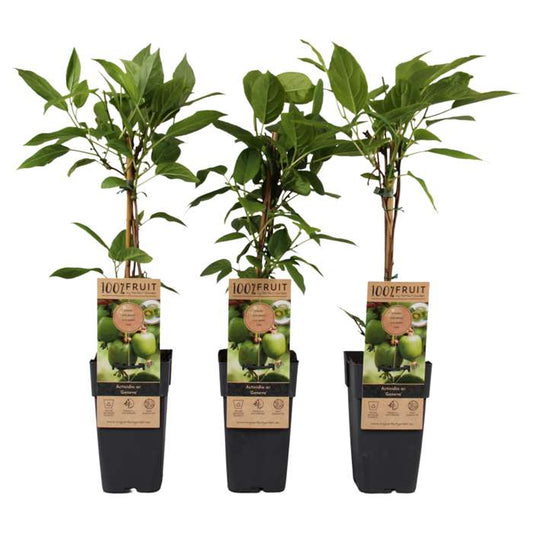 Mini-Kiwi / Kiwibeere ‚Geneva‘ (Actinidia arguta) – winterharte Kletterpflanze, 30–50 cm