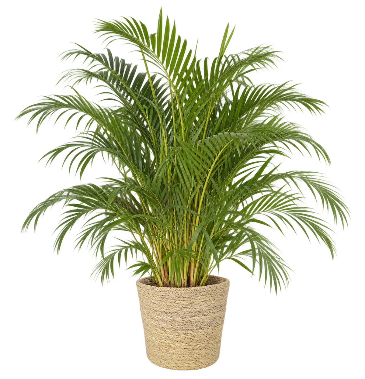 Goldfruchtpalme – Areca-Palme, Dypsis lutescens – Zimmerpalme mit Übertopf Ingmar – 130–150 cm inkl. Topf