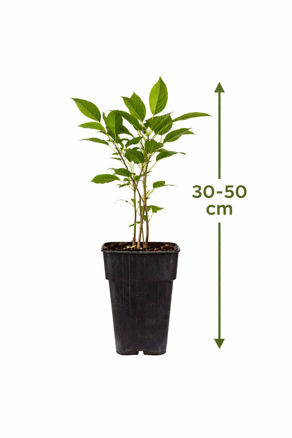 Mini-Kiwi / Kiwibeere ‘Kens Red’ (Actinidia arguta) – winterhart, rotfleischig, 30–50 cm