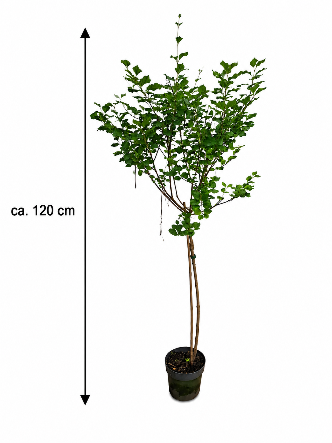 Zwergflieder Stamm Syringa meyeri Palibin ca. 120 cm – Duftflieder Stämmchen winterhart Blütenstrauch
