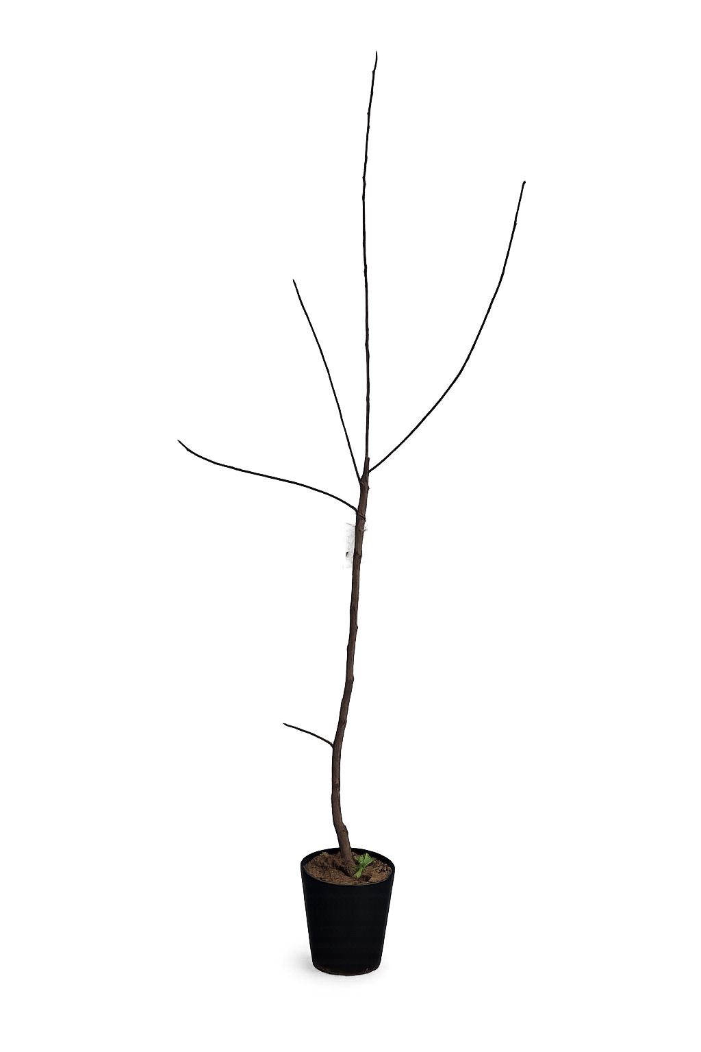 Diospyros kaki Sharon 160–200 cm Kakibaum Sharonfrucht Persimone winterharte Kaki Pflanze