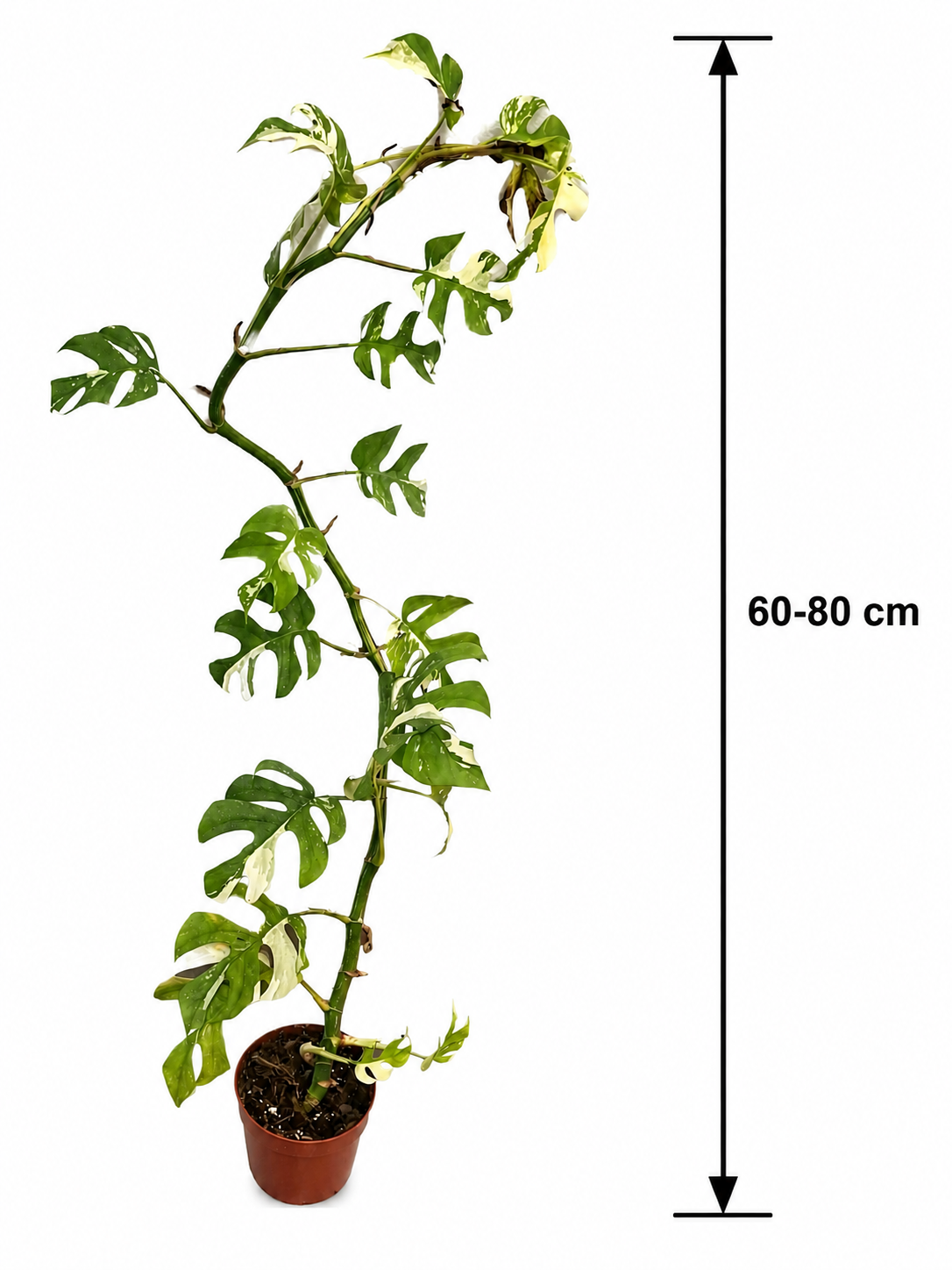Rhaphidophora Tetrasperma Variegata 60–80 cm – Variegierte Mini Monstera, Monstera Ginny, Zimmerpflanze mit Panaschierung