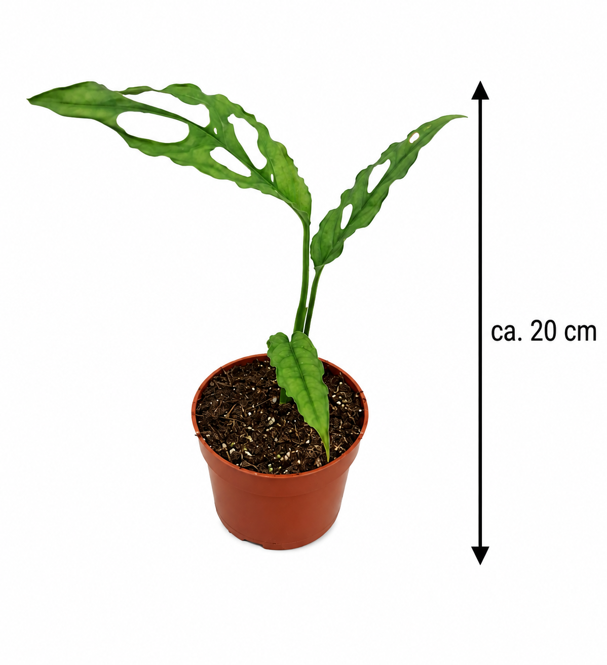 Monstera obliqua Peru ca. 20 cm – Seltene Fensterblatt Zimmerpflanze | Exotische Grünpflanze für Wohnzimmer, Büro & Urban Jungle
