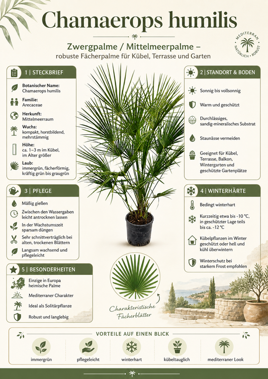 Speciální nabídka: Odolná zakrslá palma 140-170 cm – Chamaerops humilis (evropská zakrslá palma) do zahrady a na terasu
