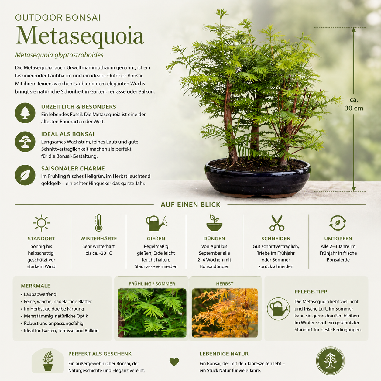 Outdoor Bonsai Urweltmammutbaum (Metasequoia) ca. 30 cm – winterhart, pflegeleicht, Mini Baum für Garten & Balkon