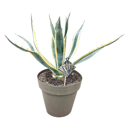 Agave Americana Variegata – Exotische Schönheit für Ihren Garten | Robust, pflegeleicht, mediterranes Flair