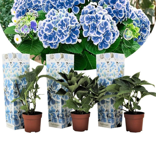 3 Pflanzen im Set Hortensie Bicolor Bavaria (Hydrangea macrophylla) – Blau / Weiß - Ballhortensie / Gartenhortensie für Beet & Kübel