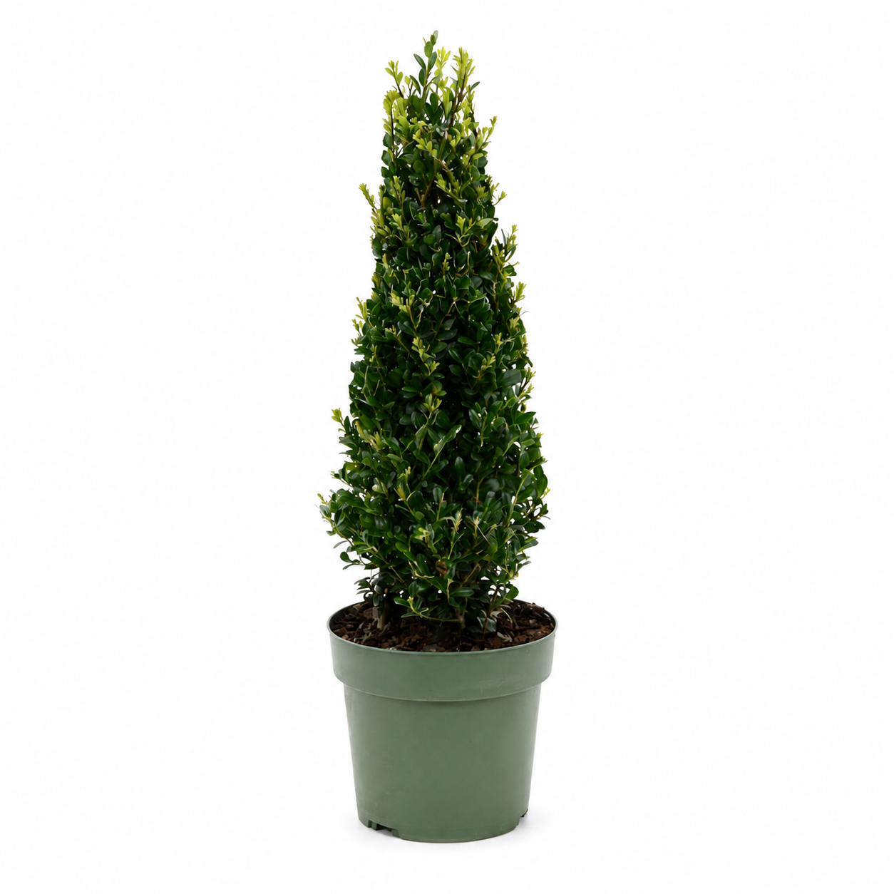 Ilex crenata ‘Jenny’ Pyramide 50–60 cm – Japanische Stechpalme, pflegeleichter Buchsbaum-Ersatz