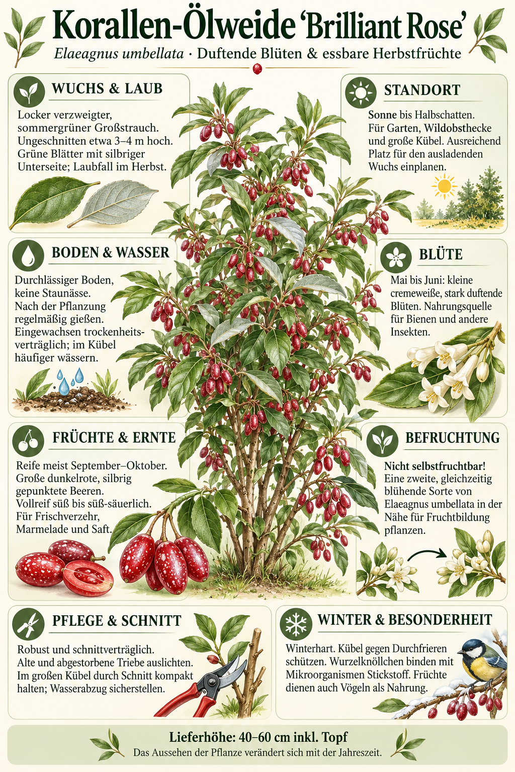 Schirm-Ölweide ‘Brilliant Rose’ – Elaeagnus umbellata, winterharter Beerenstrauch mit essbaren Früchten – 40–60 cm inkl. Topf