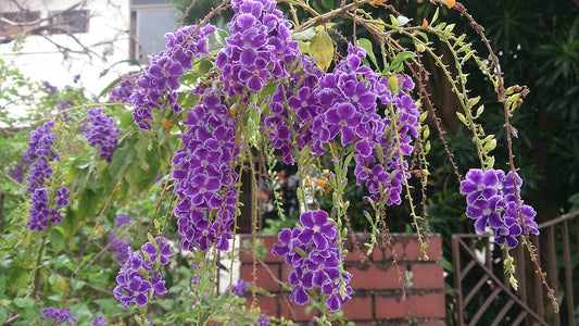 Duftende Himmelsblüte (Duranta erecta 'Geisha Girl') – Exotische Taubenbeere 100–150 cm, lila Blüten, bienenfreundlich, Kübelpflanze