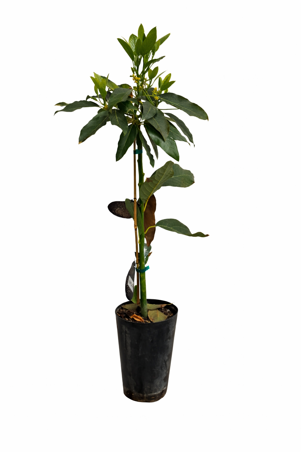 Avocado Baum „Bacon“ im Topf 120–160 cm – Avocadopflanze Kübelpflanze für Terrasse Balkon Zimmerpflanze Obstbaum kaufen