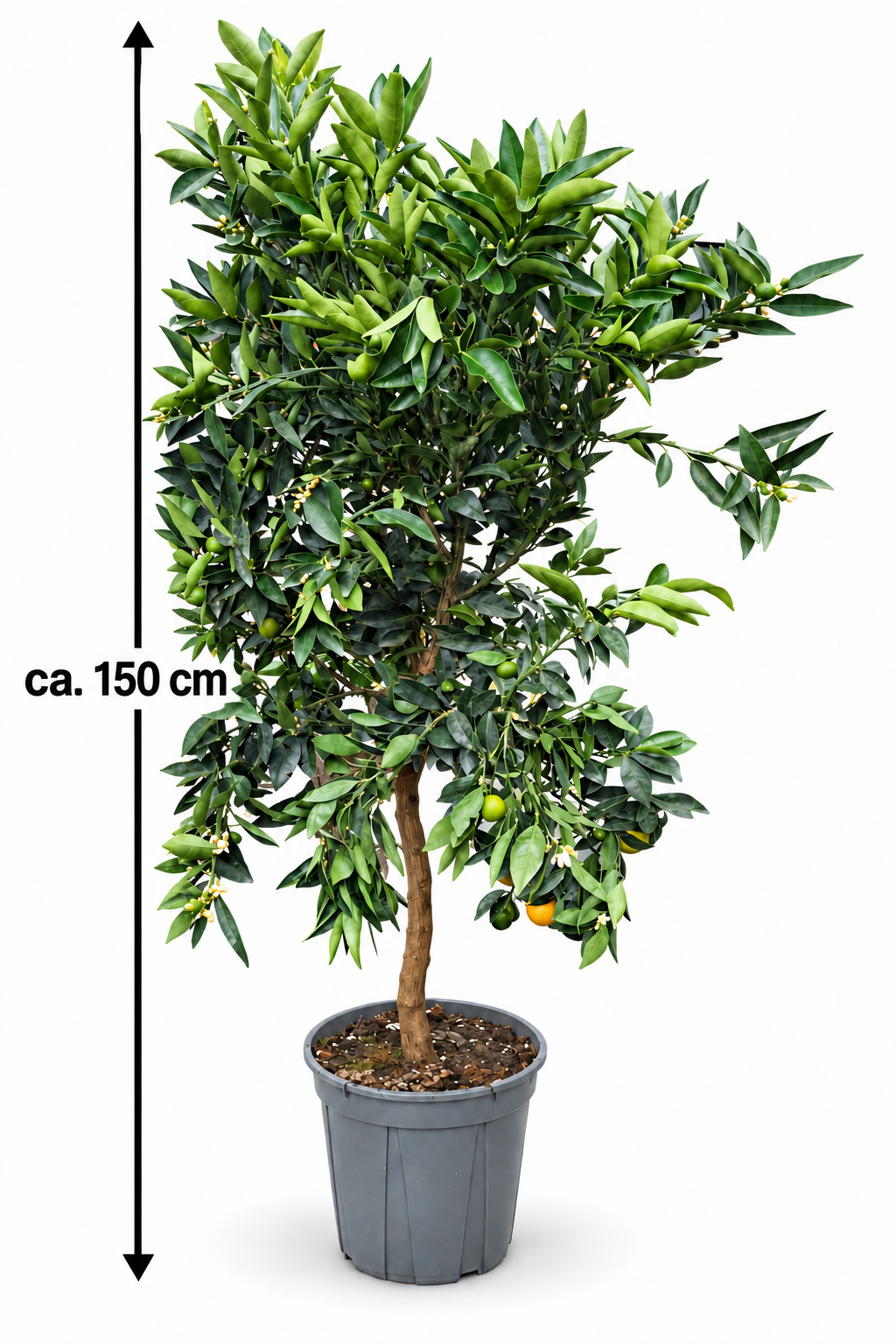 Citrus Kucle ca. 150 cm – Kumquat-Clementine, mediterraner Zitrusbaum für Terrasse & Wintergarten