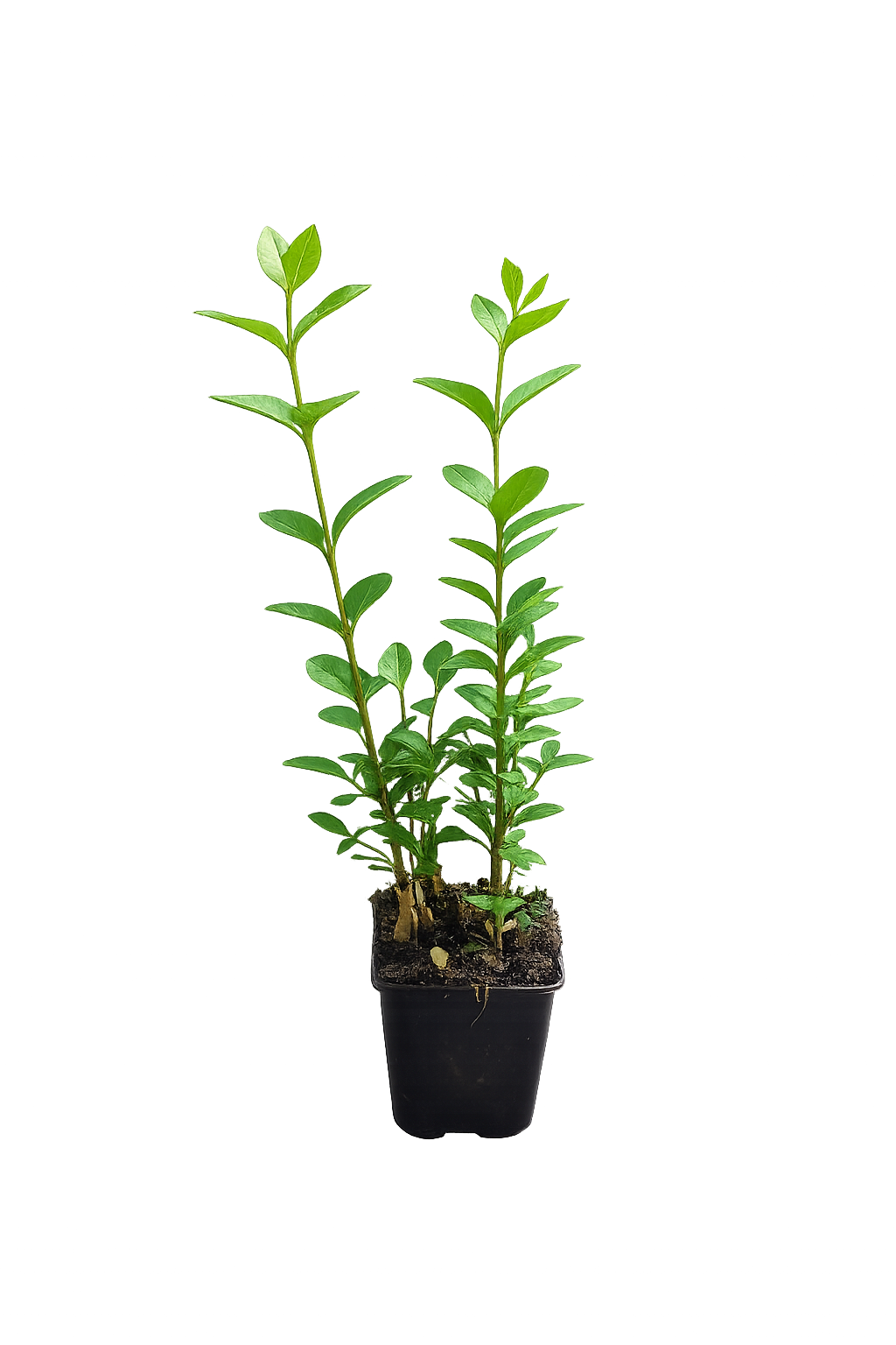 Ligustrum ovalifolium 30–50 cm – Ovalblättriger Liguster Heckenpflanze wintergrün schnellwachsend Sichtschutz