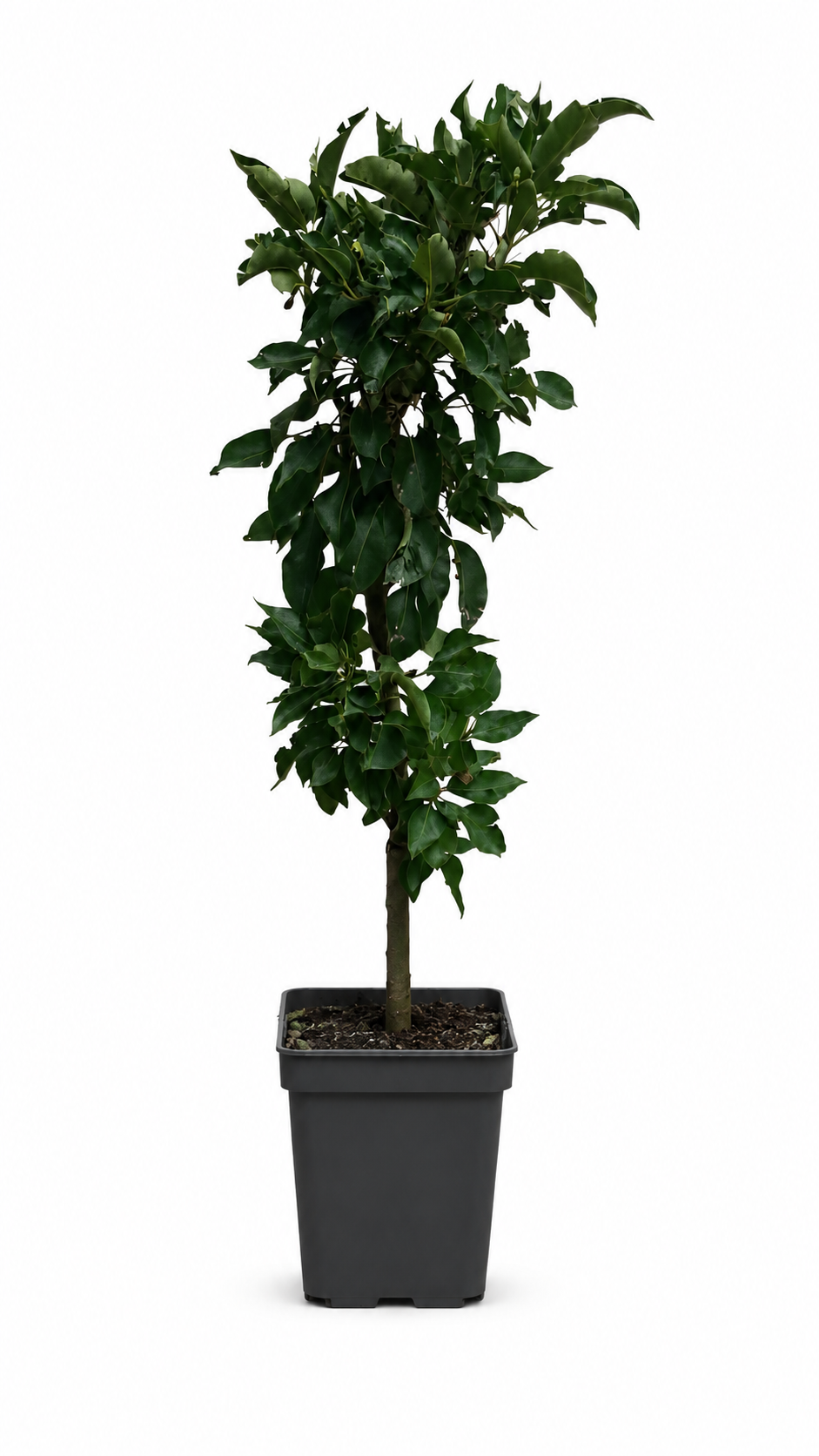 Zwergbirne Luisa 80–100 cm – Pyrus communis – kompakter Birnenbaum und Säulenobst für Garten, Terrasse und Kübel