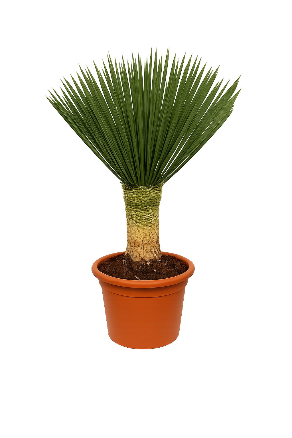 Yucca Rostrata 'Blue Swan' cca. Celková výška 130 cm – palmová lilie s kmenem 40 cm v květináči o průměru 40 cm | Odolná pouštní rostlina