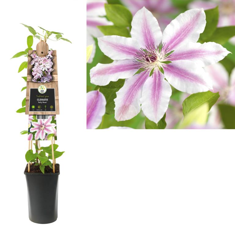 Clematis ‚Nelly Moser‘ – Großblumige Waldrebe | Rosa-weiße Kletterpflanze | 30–50 cm