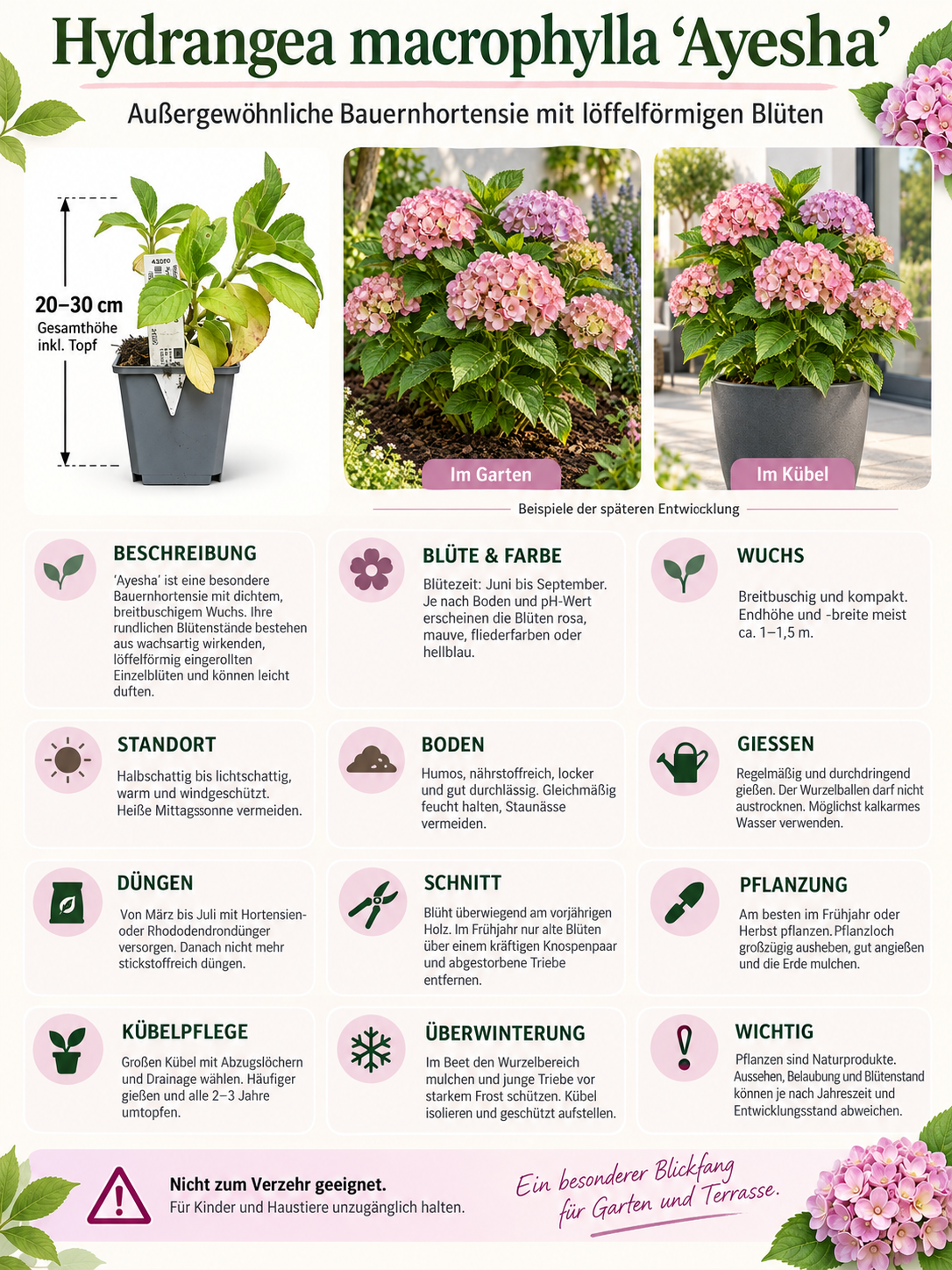 3er-Set Bauernhortensie ‘Ayesha’ 20–30 cm – Rosa Hydrangea macrophylla für Garten und Kübel