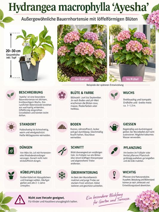 3er-Set Bauernhortensie ‘Ayesha’ 20–30 cm – Rosa Hydrangea macrophylla für Garten und Kübel