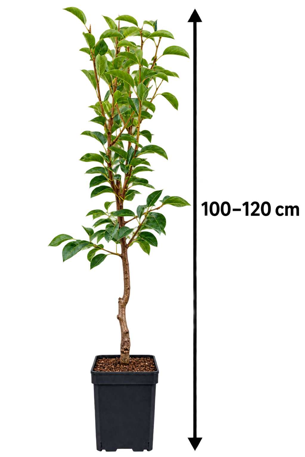 Pyrus communis 'Gieser Wildeman' 100-120 cm hrušeň hrušeň hruška vaření hruška