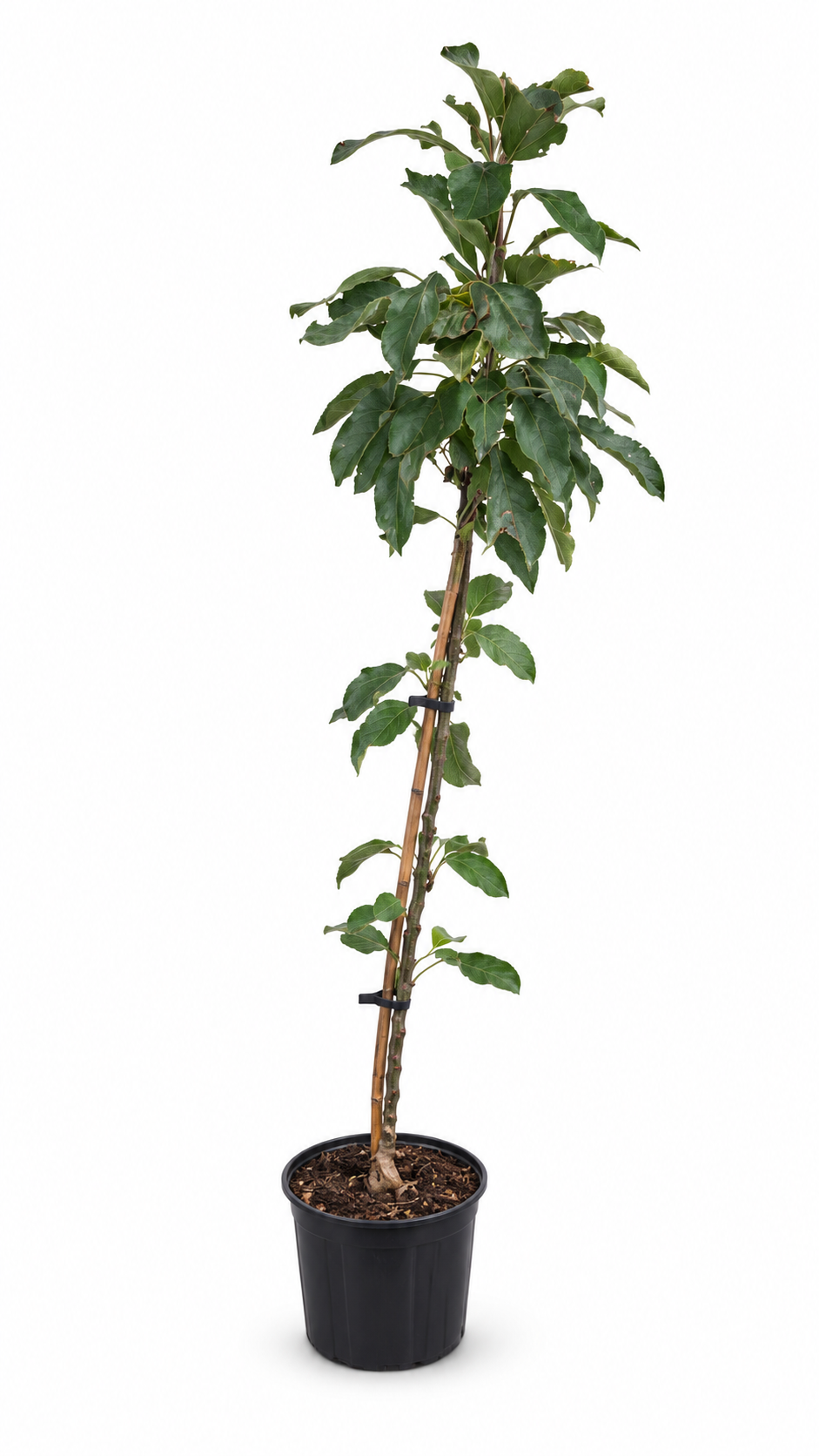 Sloupovitá jabloň Malus 'Red Leaf' cca. 120 cm podzimní jabloň 'Red Leaf'