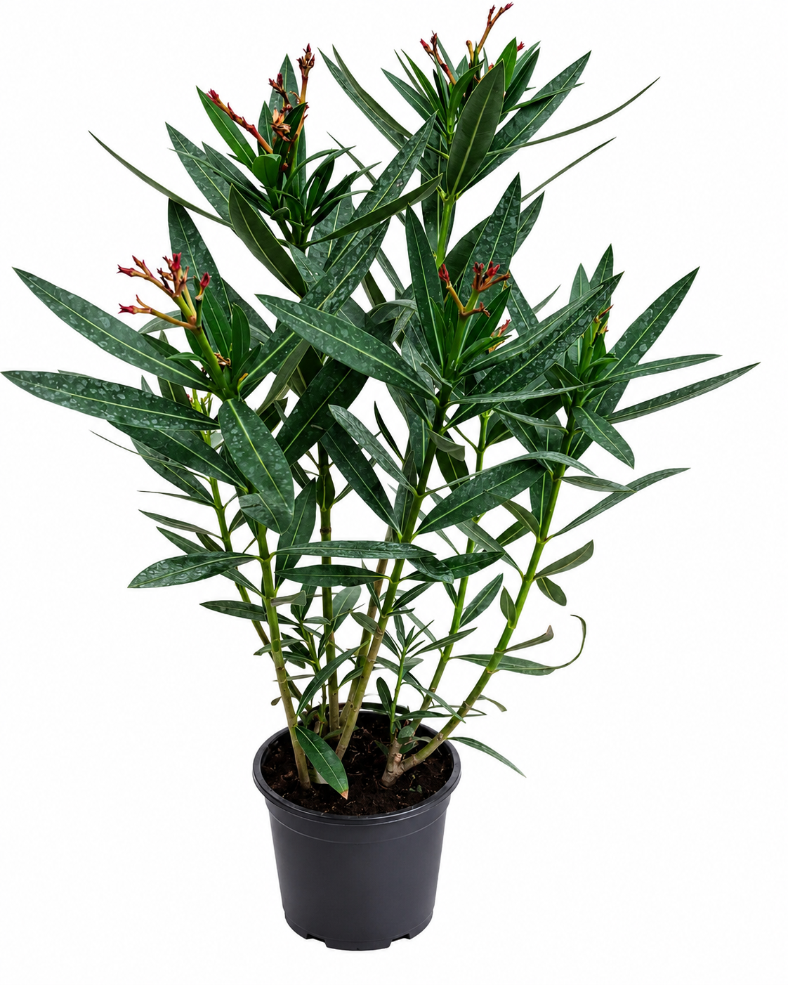 Rosa Oleander 50-70 cm (Nerium oleander) – mediterrane Blütenpflanze mit einfacher rosa Blüte | wintergarten kübelpflanze balkon terrasse
