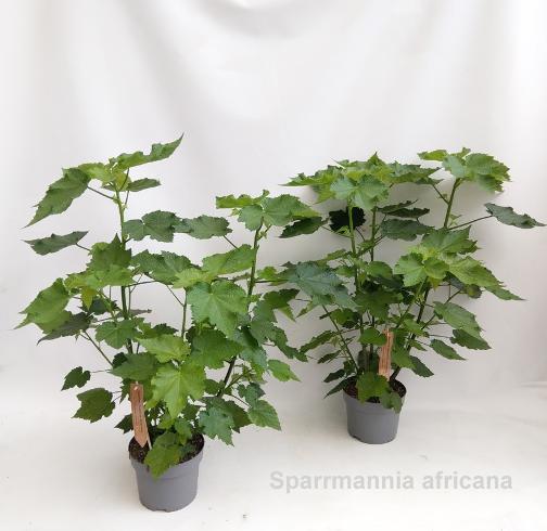 Sparmannia africana Zimmerlinde ca. 120 cm - Pflegeleichte Zimmerpflanze für Zuhause