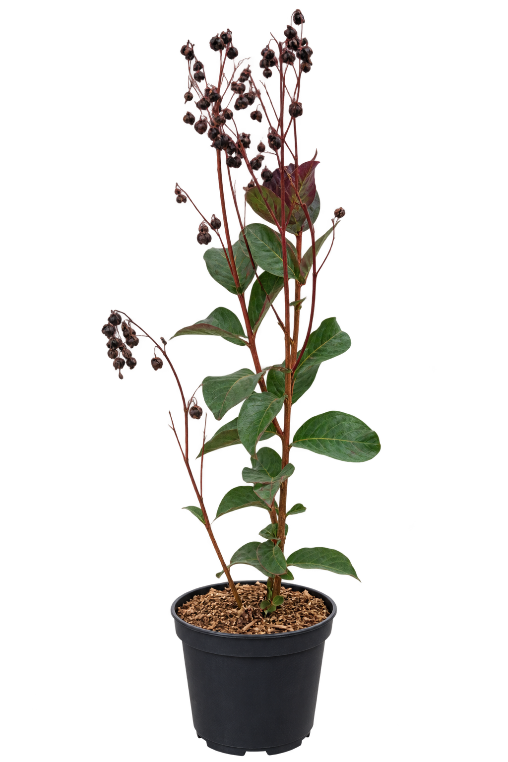 Lagerstroemia indica Rhapsody in Blue 40–60 cm – Violette Kreppmyrte im 2,5-Liter-Topf – Flieder des Südens für Garten und Kübel