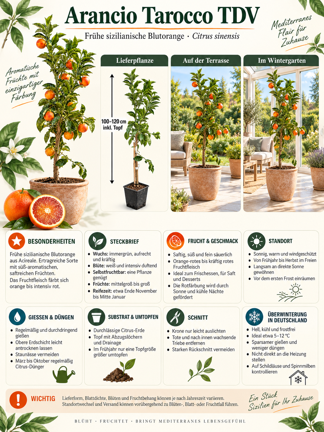 Tarocco TDV Blutorange 100–120 cm – Citrus sinensis Orangenbaum für Terrasse und Wintergarten