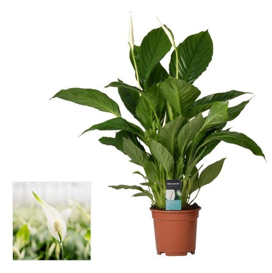 Einblatt Spathiphyllum Verdi - Friedenslilie ca. 75 cm luftreinigend & pflegeleicht für Ihr Zuhaus