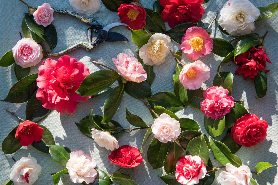 Camellia japonica – Japanische Kamelie | Immergrüne Blühpflanze mit eleganten Blüten – Gesamthöhe 60–80 cm