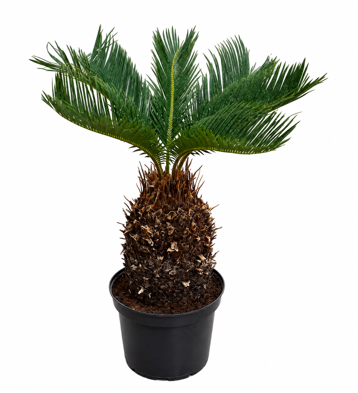 Palmfarn (Cycas revoluta) 50–60 cm – Japanischer Palmfarn mit 15–20 cm Knolle | Exotische Zimmerpflanze, Kübelpflanze & Wintergarten