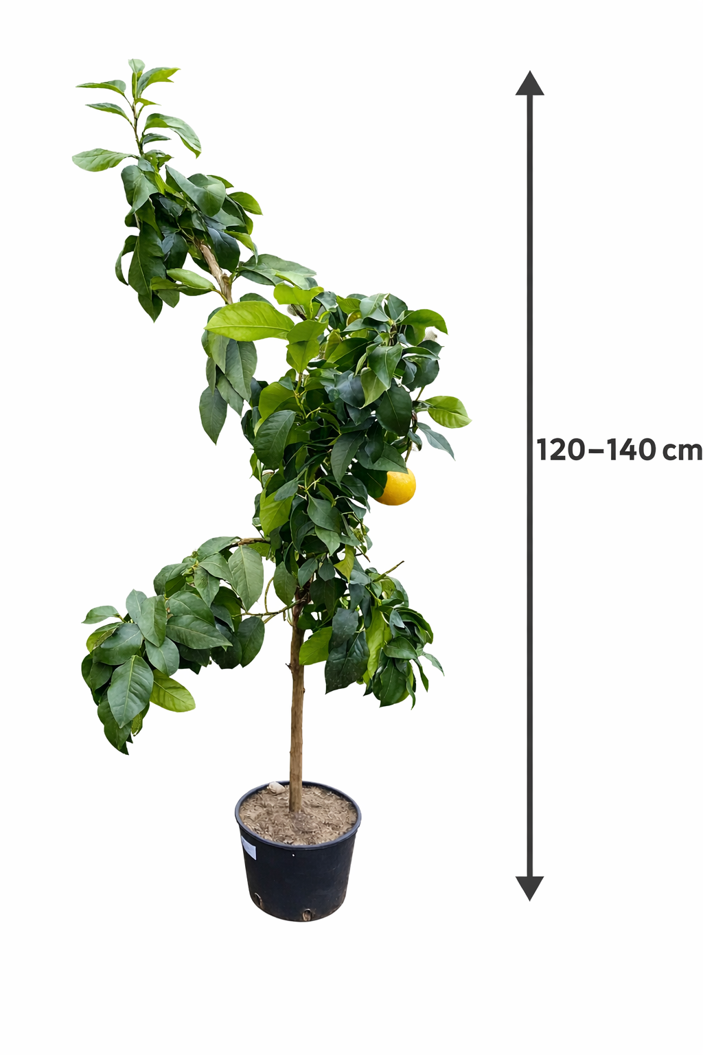 Citrus Bergamia 'Fantastico' - Bergamotte - Edle Bergamottsorte, 120-140 cm, für Ihr Zuhause