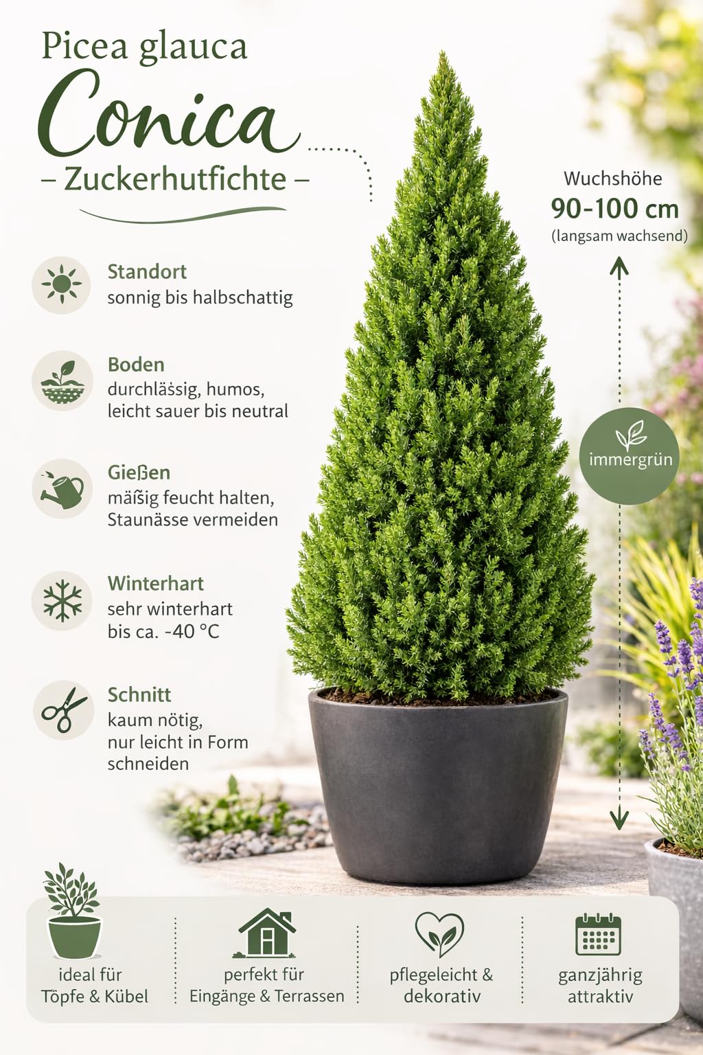 Picea glauca Conica 90-100 cm  Zuckerhutfichte Fichte